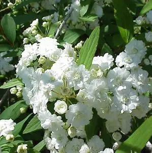 Bridal Wreath Spirea