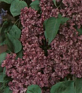 Charles Joly Lilac