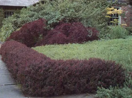 Crimson Pygmy Barberry