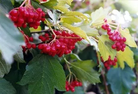 Dwarf European Cranberry