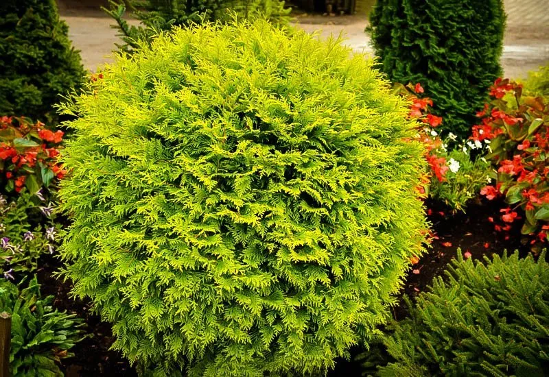 Globe Arborvitae