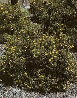 Gold Drop Potentilla