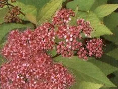 Goldflame Spirea