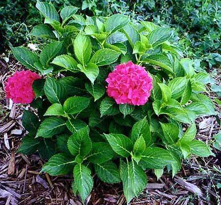 Growing Embers Hydrangea