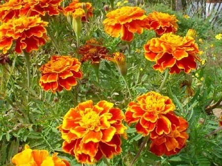 Marigold