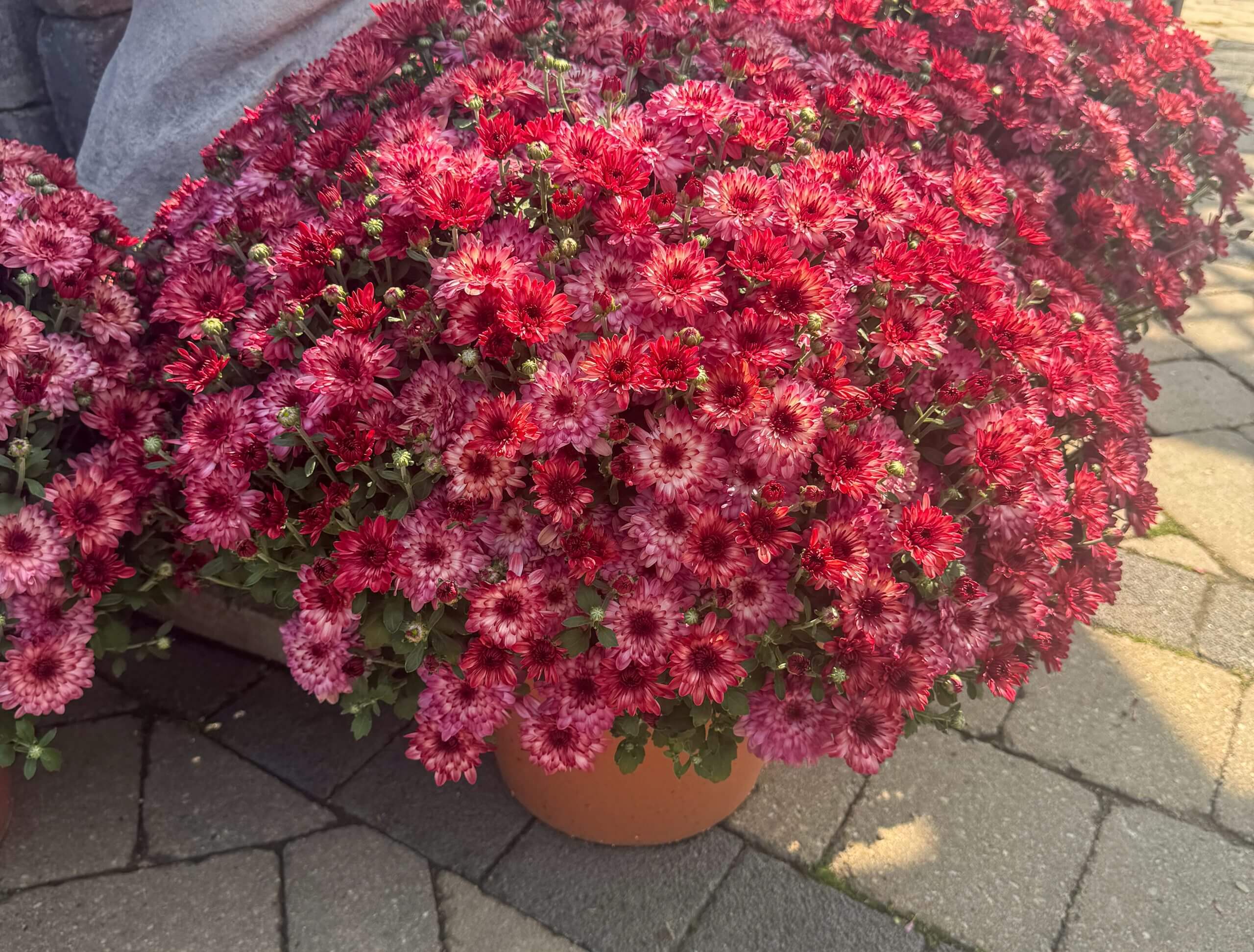 Red Mums