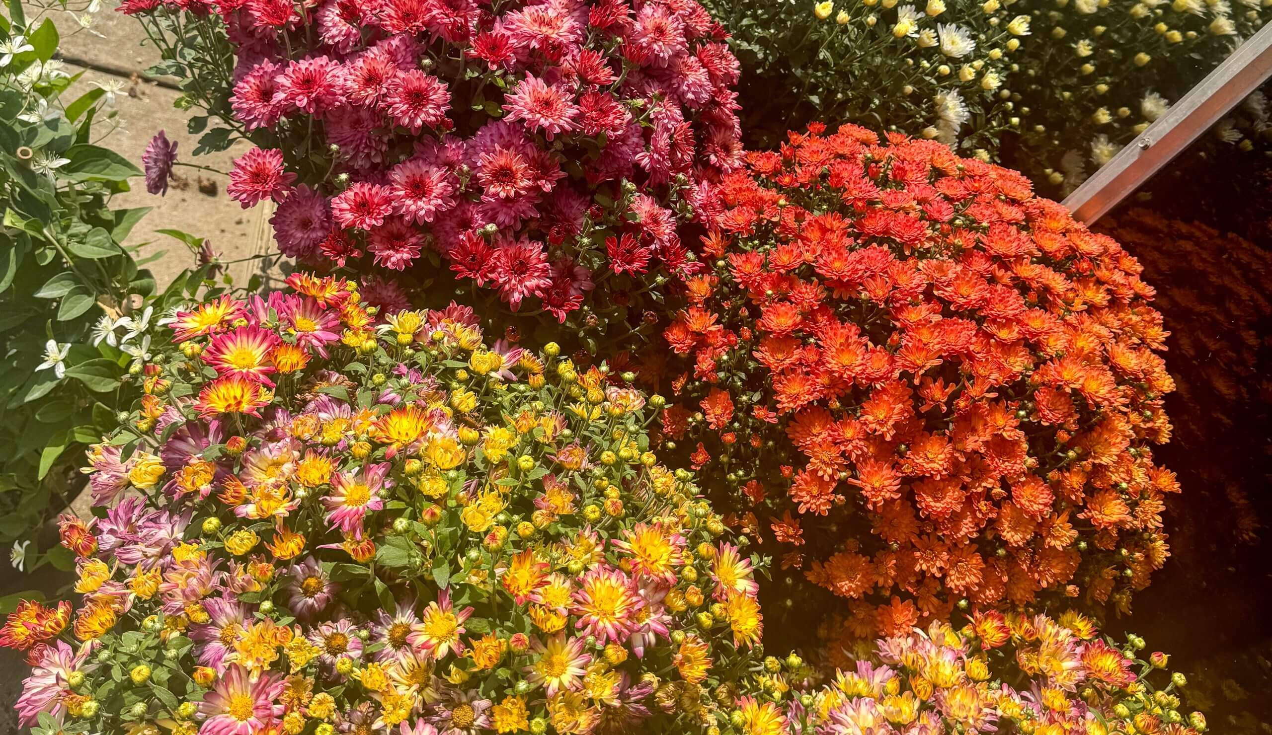 Variation of Mums