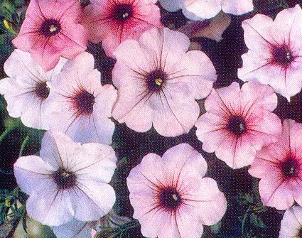 Petunias