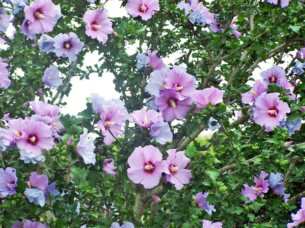 Rose of Sharon