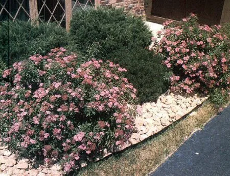 Anthony Waterer Spirea