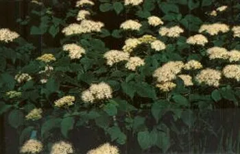 Arrowwood Viburnum