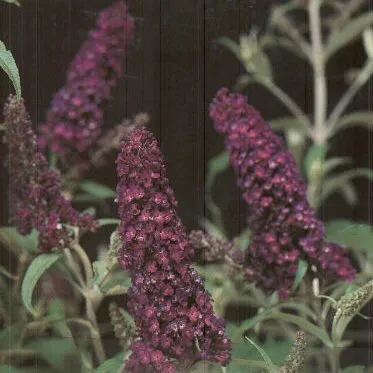 Butterfly Bush