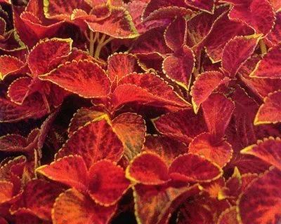 Coleus