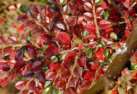 Peking Cotoneaster