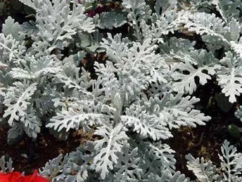 Dusty Miller