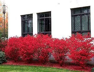 Dwarf Burning Bush