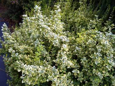 Emerald N Gold Euonymus