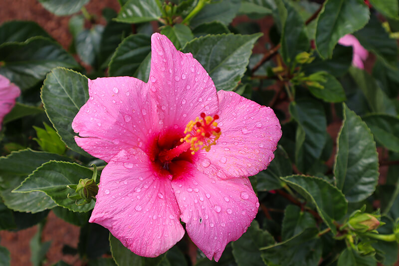 Flowers at A Touch of Green's Garden Center