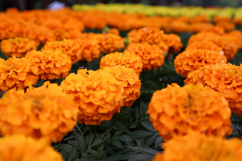 Flowers at A Touch of Green's Garden Center