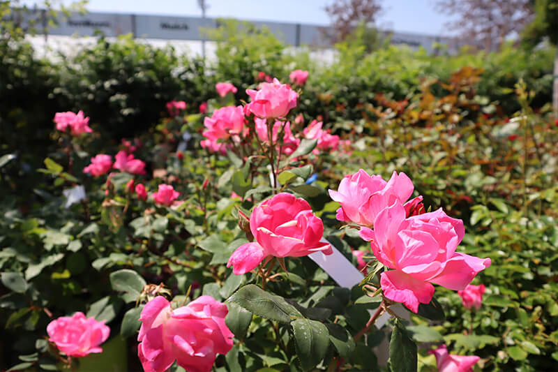 Flowers at A Touch of Green's Garden Center