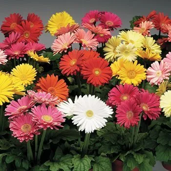 Gerbera Daisies