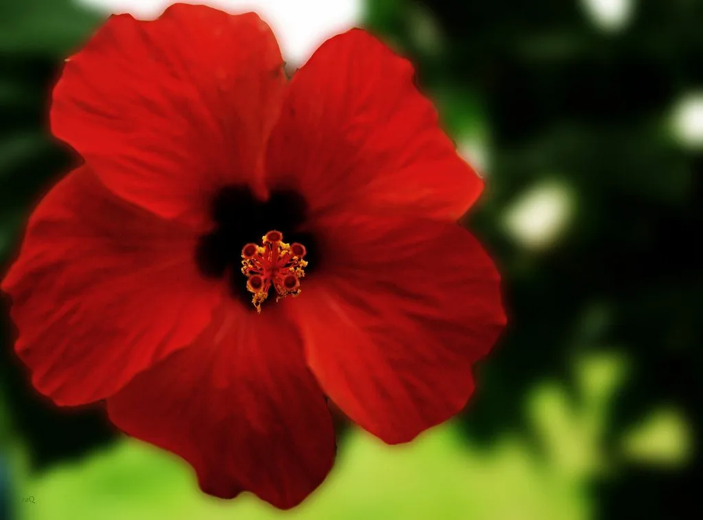 Hibiscus