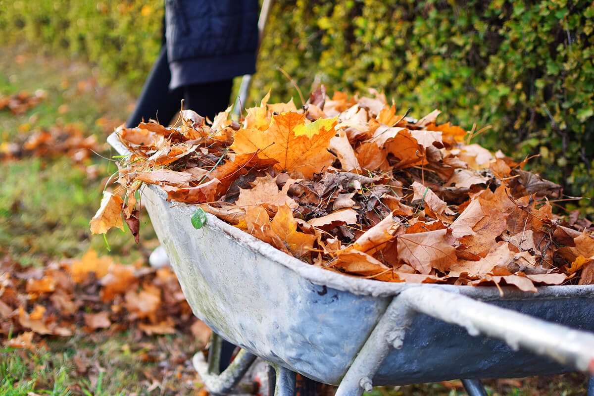 Leaves in a wheelbarrow