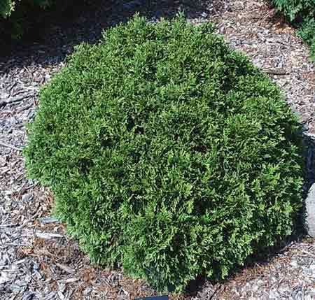 Little Giant Arborvitae