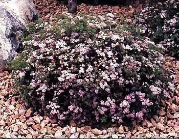 Little Princess Spirea