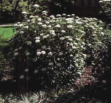 Mohican Viburnum