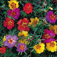 Moss Rose