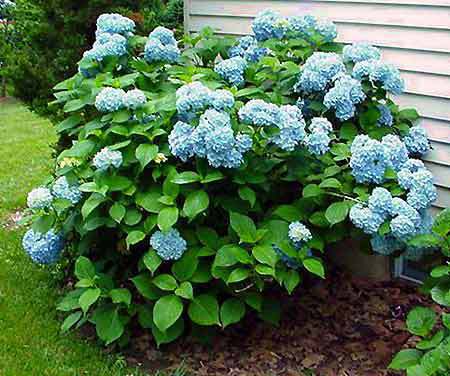 Nikko Blue Hydrangea