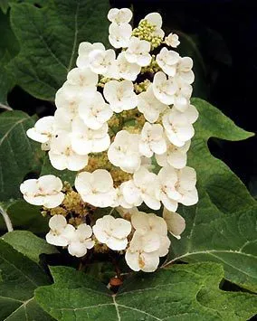 Oakleaf Hydrangea