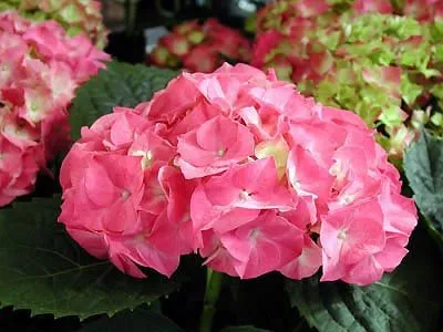 Pink Beauty Hydrangea