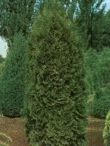 Pyramidal Arborvitae