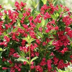 Red Prince Weigela