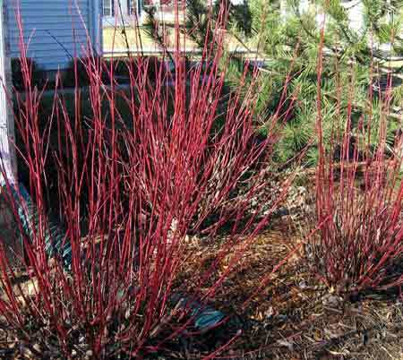 Red Twig Dogwood