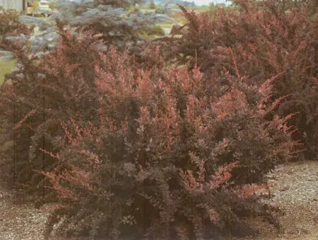 Rosy Glow Barberry