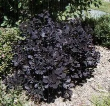 Royal Purple Smoke Bush