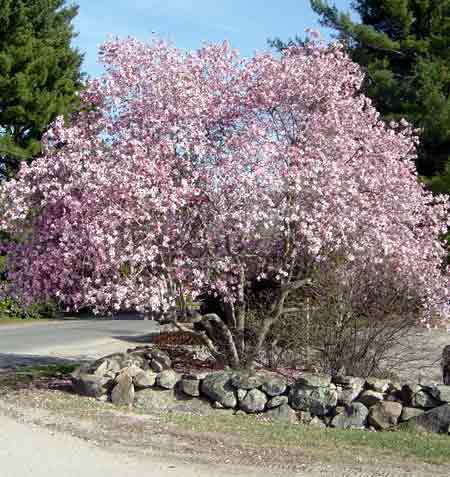 Saucer Magnolia