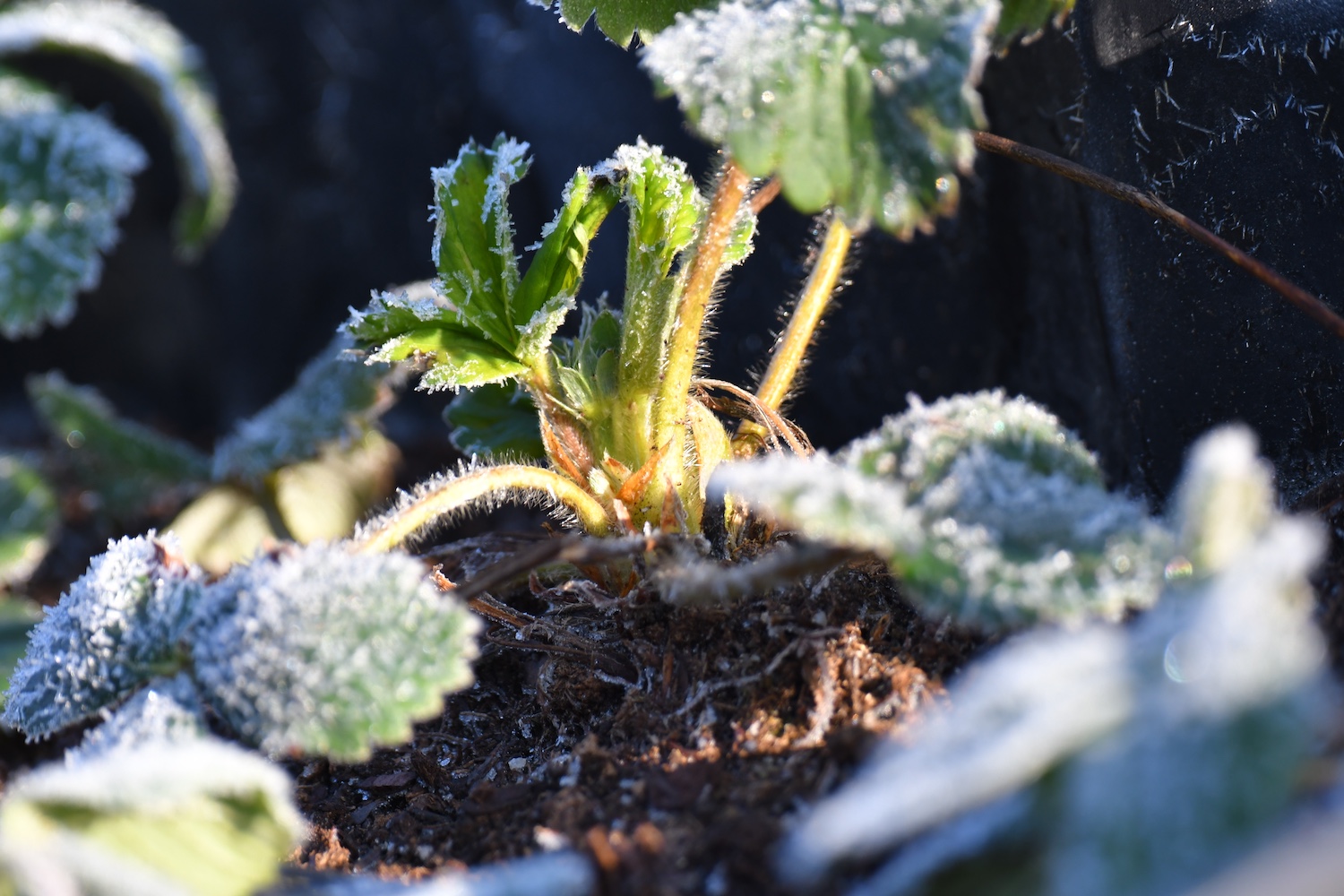 Plants with frost