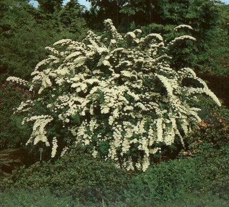 Snowmound Spirea