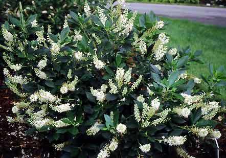 Summersweet Clethra