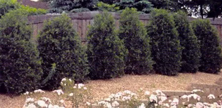 Techny Arborvitae