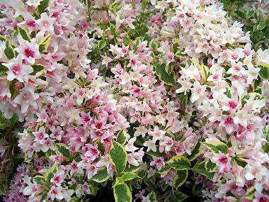 Variegated Weigela