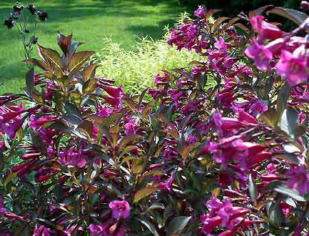 Wine Rose Weigela